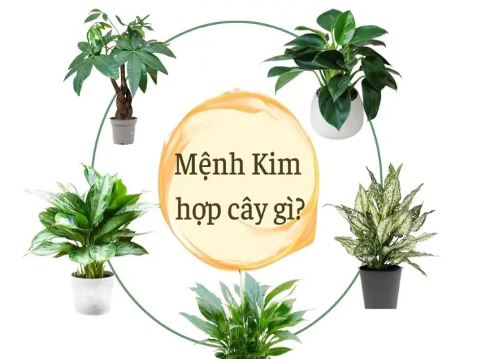 Mệnh Kim hợp cây gì để thu hút tài lộc và may mắn?