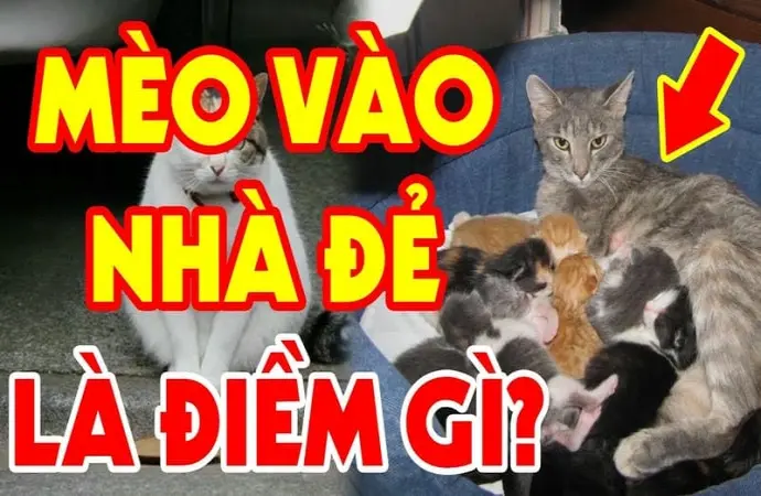 Mèo vào nhà đẻ có sao không theo quan niệm dân gian xưa