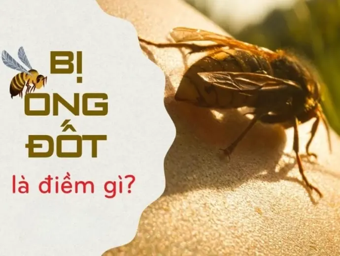 Nằm mơ ong đốt là điềm báo gì? Tốt hay xấu?
