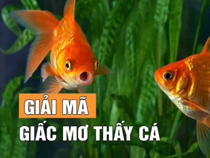 Giải mã ý nghĩa khi nằm mơ thấy cá trong giấc mơ