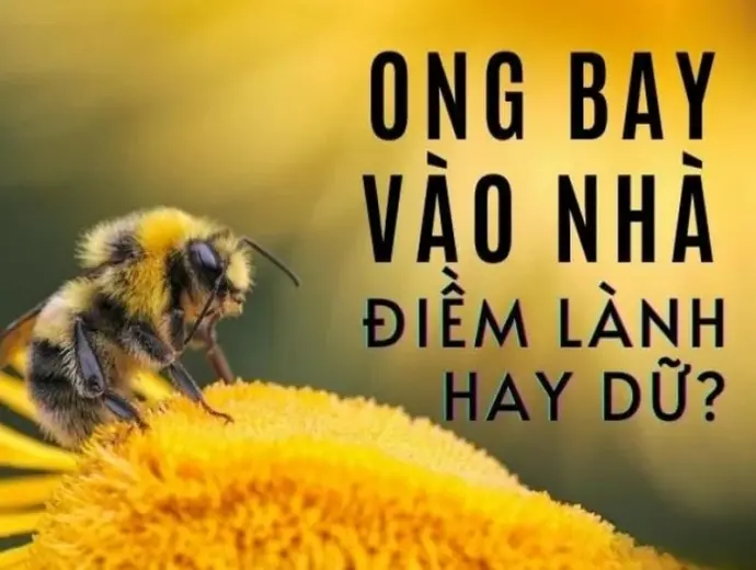 Ong bay vào nhà có điềm gì và ý nghĩa tốt xấu ra sao?