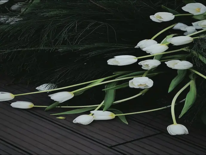 Bộ sưu tập ảnh avatar hoa tulip đẹp và lãng mạn nhất