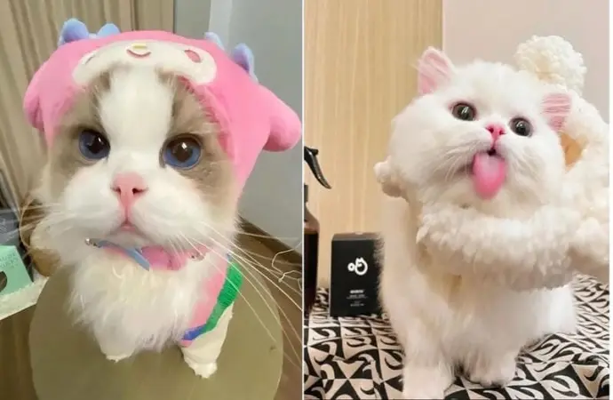 Top ảnh avatar vô tri chất ngầu cho trang cá nhân