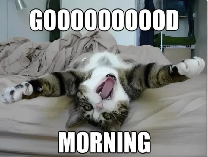 Bộ sưu tập ảnh meme chào hài hước cực dễ thương hot trend