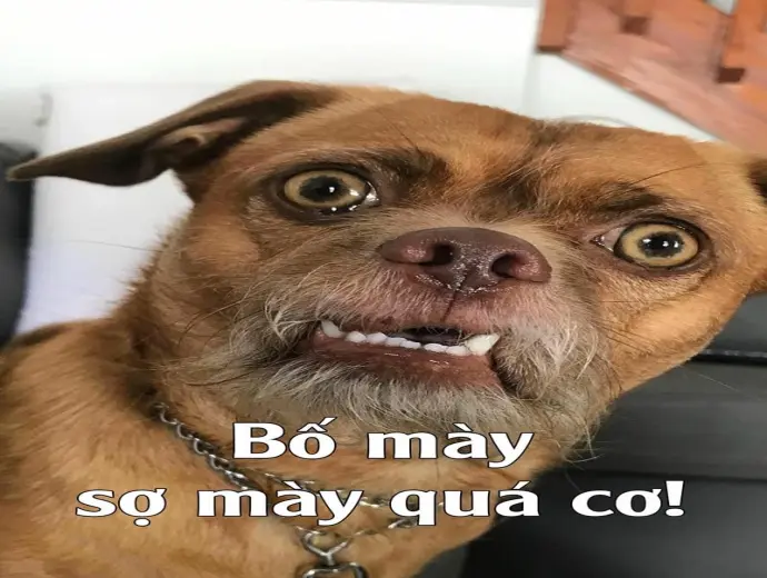 Tuyển chọn ảnh meme chó cute và cực kỳ hài hước