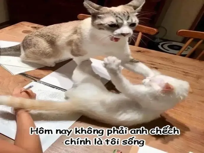 Ngắm ngay ảnh meme đánh cực chất siêu vui nhộn
