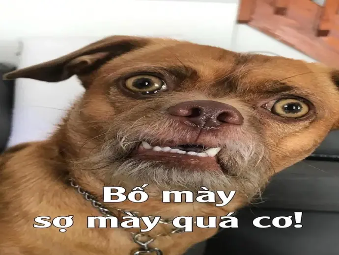Khám phá ảnh meme sợ hãi vui nhộn hot trend mạng xã hội