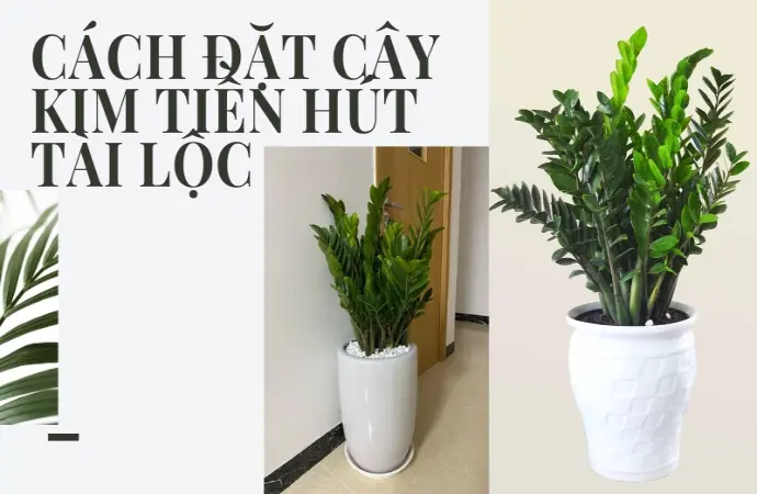 Cách đặt cây Kim Tiền rước lộc vào nhà chuẩn phong thủy