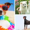 Bộ sưu tập hình nền chó siêu cưng khiến ai cũng mê mẩn
