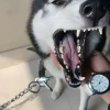 164+ Ảnh Chó Meme Hài Hước: Khiến Bạn Cười Không Ngớt