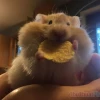 370+ Hamster Meme Đáng Yêu Biểu Cảm Siêu Lầy Lội 2026