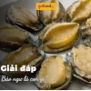 Bào Ngư Là Gì Khám Phá Giá Trị Dinh Dưỡng Và Lợi Ích Tuyệt Vời