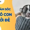Bí quyết chăm sóc chó con khoa học và hiệu quả nhất năm 2026