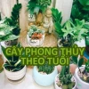 Chọn Cây Phong Thủy Trong Nhà Theo Tuổi: Thu Hút Tài Lộc Thịnh Vượng