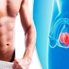 Dái là gì? Cấu tạo, chức năng và các vấn đề thường gặp