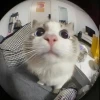Giải mã 'Mèo Vô Tri Meme': Khi Biểu Cảm Lạ Lùng Gây Sốt Cộng Đồng Mạng