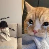 Khám phá loạt ảnh meme dỗi cực "chất" cho mọi tình huống