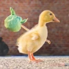 Khám Phá Thế Giới Meme Vịt Hài Hước và Đáng Yêu