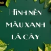 Khám Phá Vẻ Đẹp Tự Nhiên Với Hình Nền Lá Cây Xanh Mát