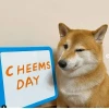 Meme Cheems: Nguồn gốc và sức hút khó cưỡng của chú chó "hèn hèn"