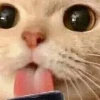 Meme Liếm "Mlem Mlem": Nguồn Gốc, Biến Thể Hài Hước và Cách Sử Dụng