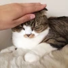 Meme xoa đầu: Biểu cảm yêu thương và những câu chuyện đằng sau