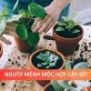 Mệnh Mộc hợp cây gì? Khám phá 13 loại cây phong thủy mang lại may mắn 2026