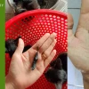 Nhau mèo phong thủy: Ý nghĩa, cách sử dụng và những điều cần biết
