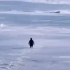 Penguin Meme: Sự Lan Truyền Kỳ Lạ và Ý Nghĩa Đằng Sau Năm 2026