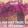 Phong Thủy Cây Hoa Giấy Trước Nhà: Ý Nghĩa, Vị Trí Đặt và Lưu Ý