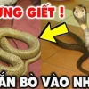 Rắn Vào Nhà Là Điềm Báo Gì? Giải Mã Tín Hiệu Tâm Linh