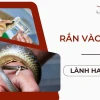 Rắn Vào Nhà Là Điềm Gì? Giải Mã Điềm Báo Theo Quan Niệm Dân Gian Và Khoa Học