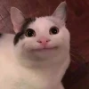 Tuyển Tập Avatar Meme Mèo Bựa Hài Hước Nhất 2026
