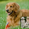Chó Golden Retriever bị rụng lông nhiều và giải pháp chăm sóc hiệu quả 2026
