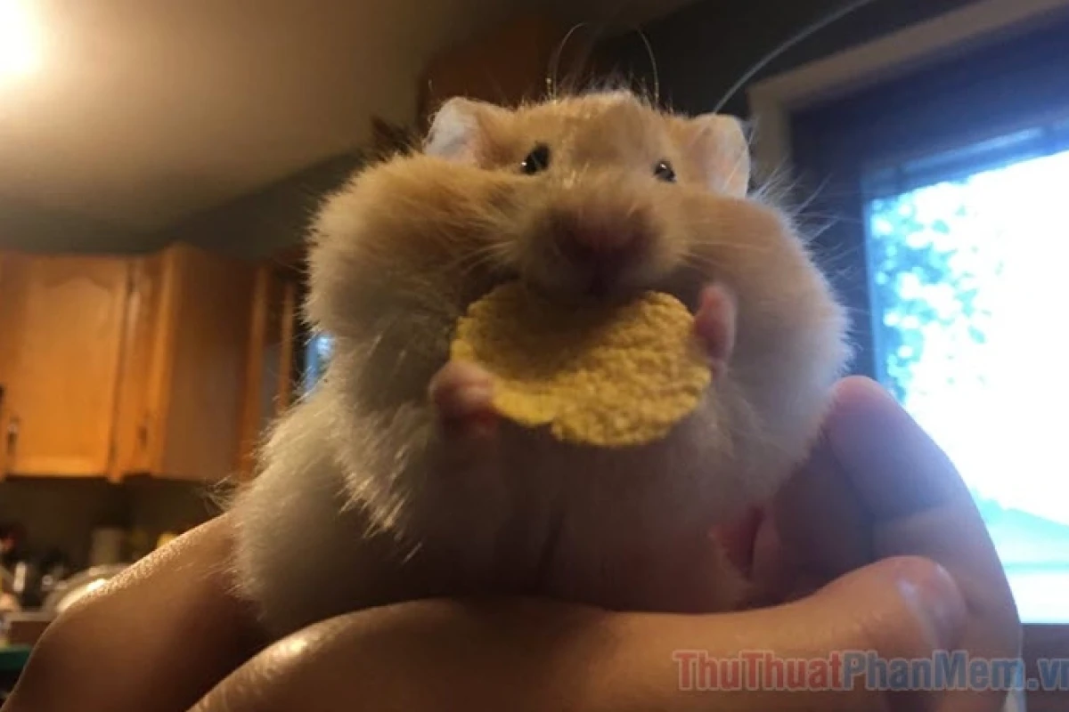 370+ Hamster Meme Đáng Yêu Biểu Cảm Siêu Lầy Lội 2026