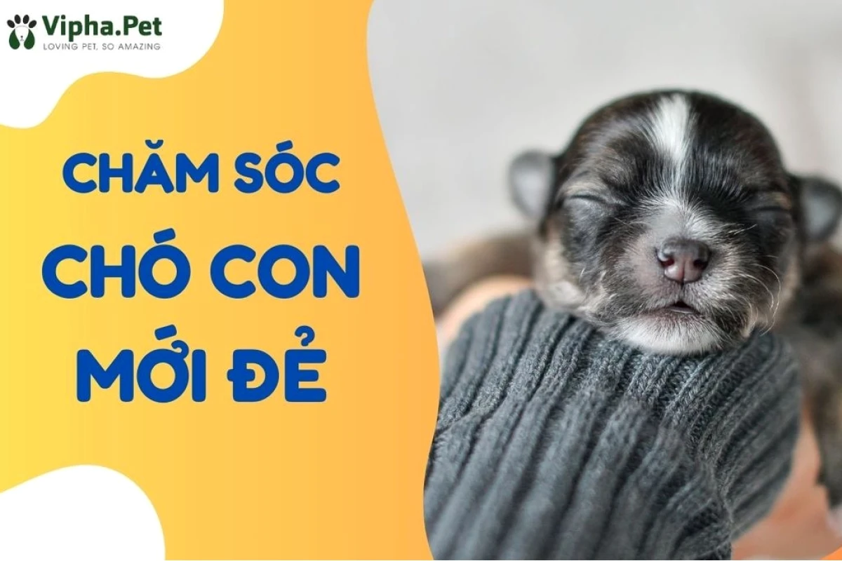Bí quyết chăm sóc chó con khoa học và hiệu quả nhất năm 2026
