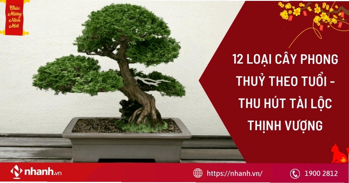 12 loại cây phong thủy theo tuổi - thu hút tài lộc thịnh vượng