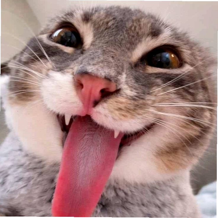 203+ Bộ Sưu Tập Meme Mèo Cười Dễ Thương Và Hài Hước