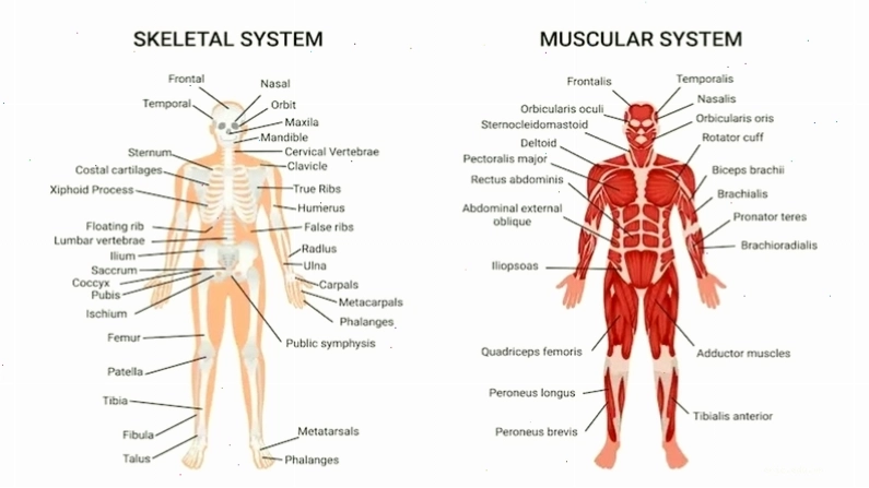 Anatomy giúp hiểu sâu về cấu tạo chi tiết các bộ phận ở người