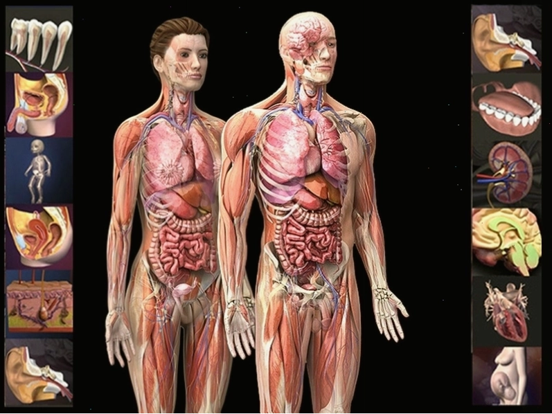 Anatomy là gì là câu hỏi được nhiều người quan tâm