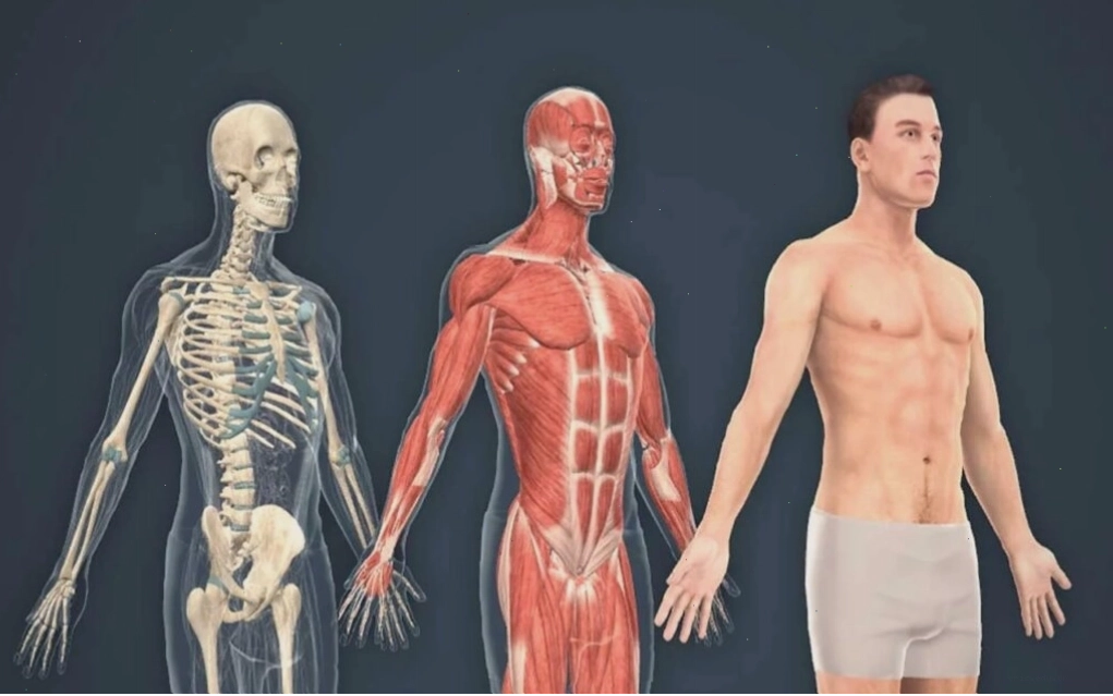 Anatomy là kiến thức quan trọng cho nghệ sĩ hoạt hình