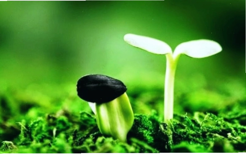 Ảnh avatar cho các dịp đặc biệt