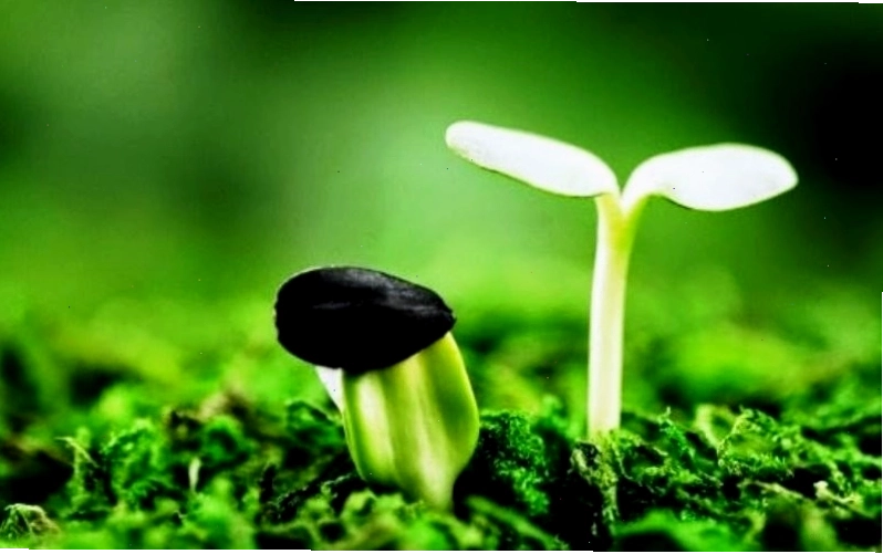 Ảnh avatar đen trắng mang tính biểu tượng và hiện đại