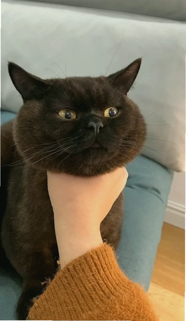 Ảnh bóp cổ meme với nhiều biểu cảm