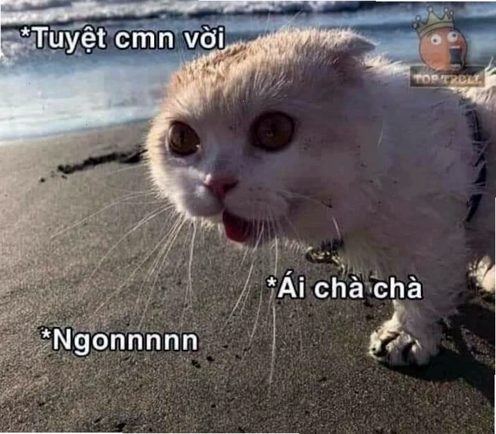 Ảnh chế mèo thèm thuồng, liếm màn hình siêu lầy