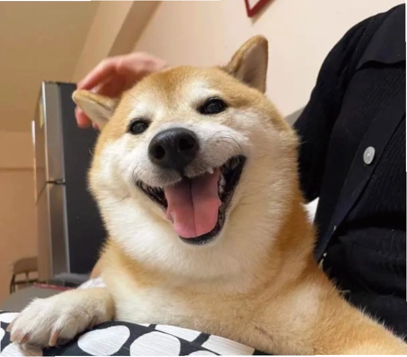 Ảnh chó meme hài hước với dáng ngồi bá đạo