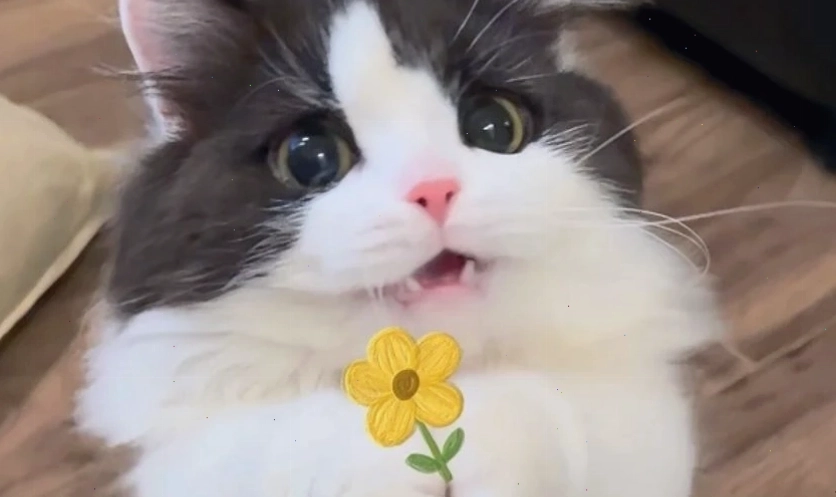 Ảnh meme mèo cute và hài hước