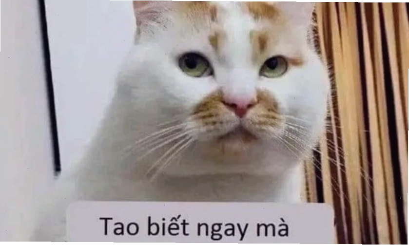 Ảnh meme mèo hài hước 2025