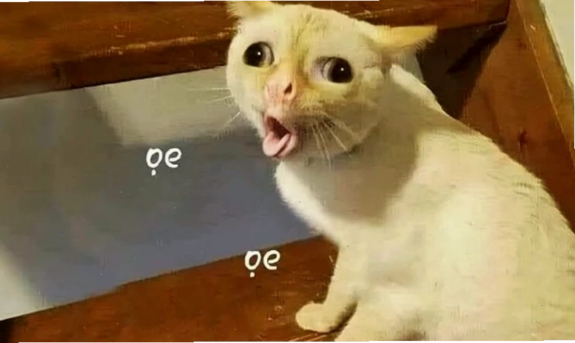 Ảnh meme mèo hài hước và vui nhộn