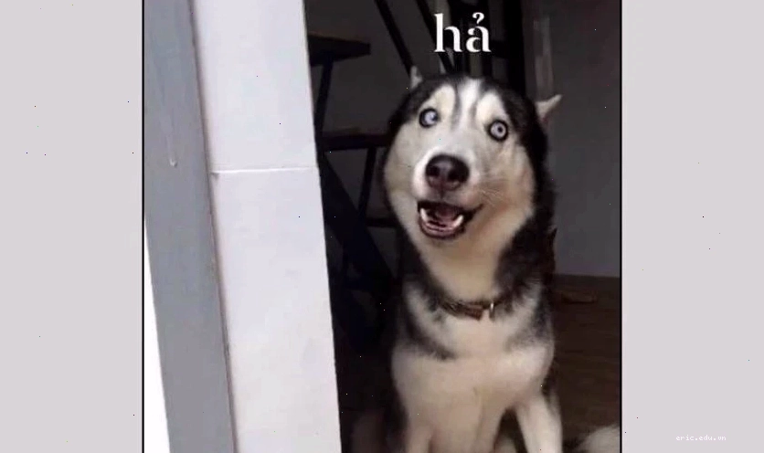 Ảnh meme mèo với biểu cảm hài hước khó tả